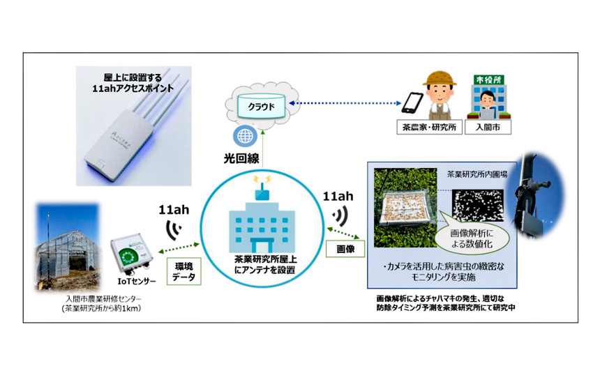NTT東、Wi-Fi新規格「IEEE 802.11ah」を活用した茶葉栽培の農業DXの実証実験