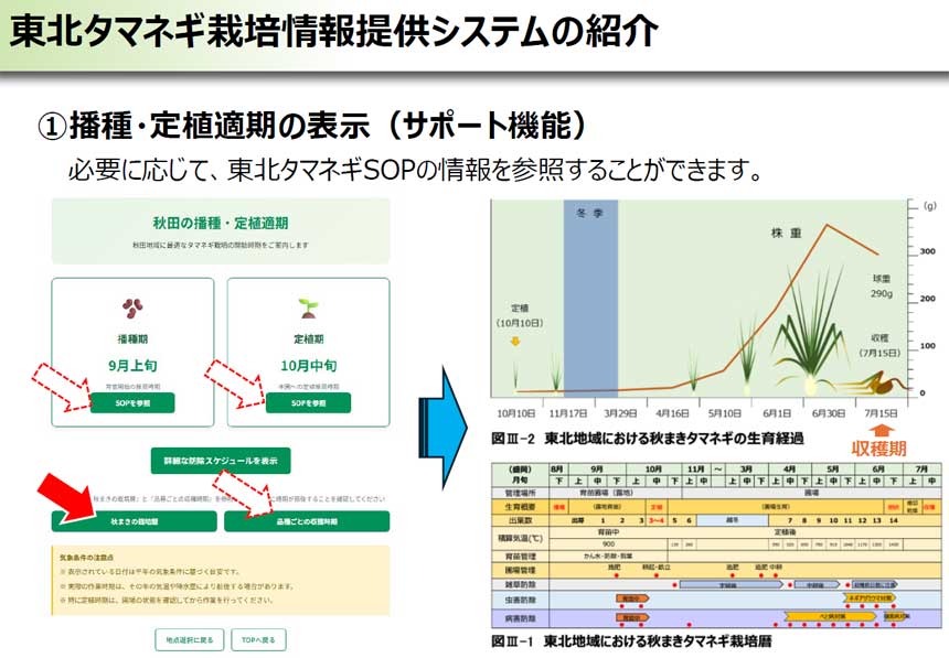 地域の気象条件を踏まえて、東北タマネギSOP（標準作業手順書）に記載された内容を表示する「東北タマネギ栽培情報提供システム」