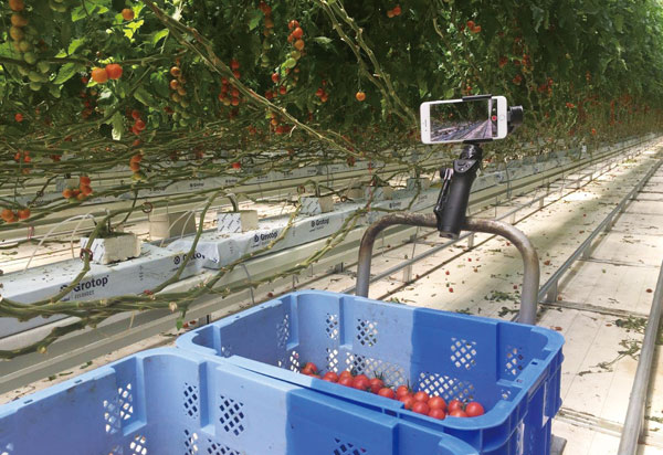 収穫作業用の台車に取り付けたスマートフォンのカメラで、栽培しているミニトマトを撮影。映像解析によって翌日の収量を予測する（写真提供：NTT東日本）
