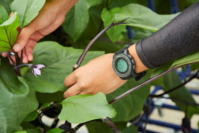 農業作業者は腕時計型のウェアラブルデバイスを装着、データを収集する