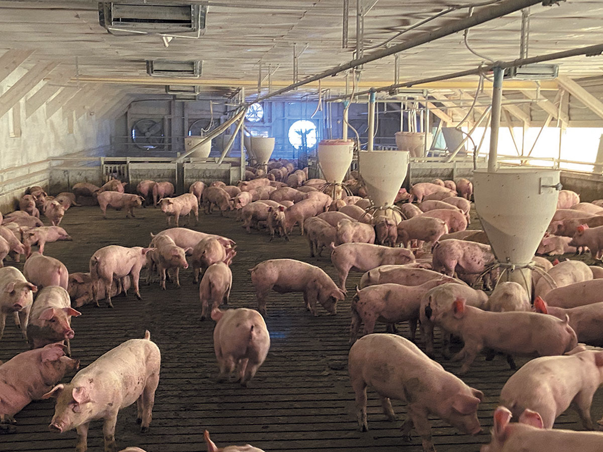 養豚をIoT/AIでアップデート　タンパク質危機を超えて、誰もが豚肉を楽しめる未来へ